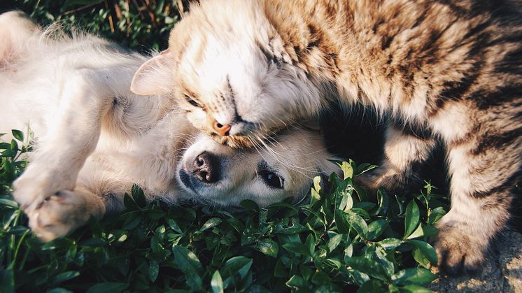 Under sommarens varma dagar är det viktigt att hundar och katter inte blir för varma. Skugga och tillgång till vatten är viktigt. Foto: Pixabay