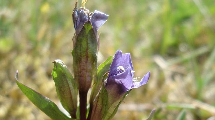 Fältgentiana