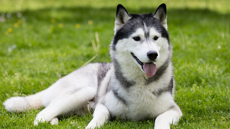 Siberian Husky