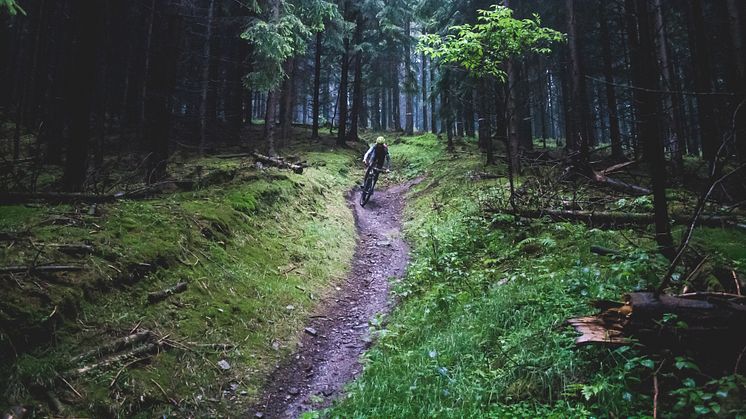 "Treibjagd im Dunkelwald" (Foto: Christoph Grunwald)