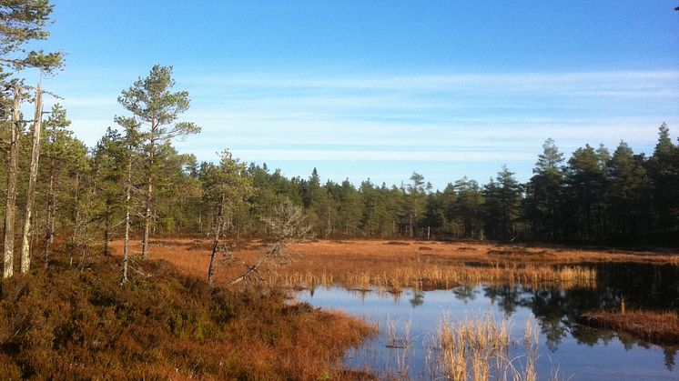 Två nya naturreservat i södra Vansbro 
