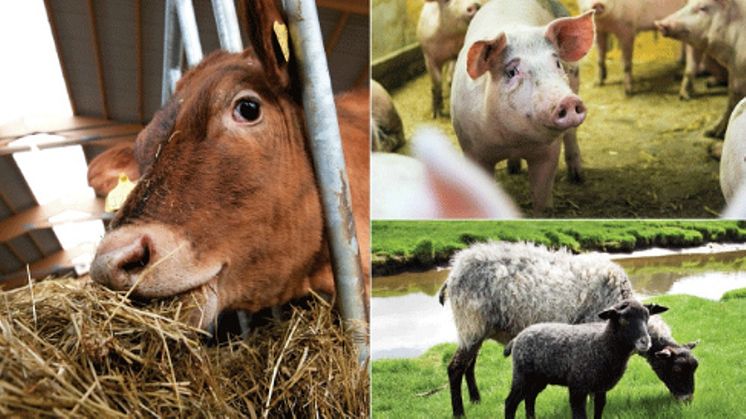 Tre miljoner kronor för ökad lönsamheten inom svensk gris-, nöt- och lammproduktion