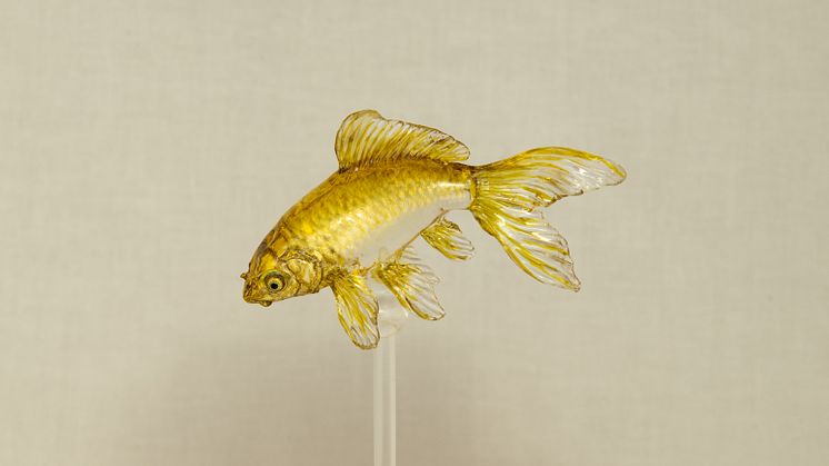 Ameshin_Gold Fish