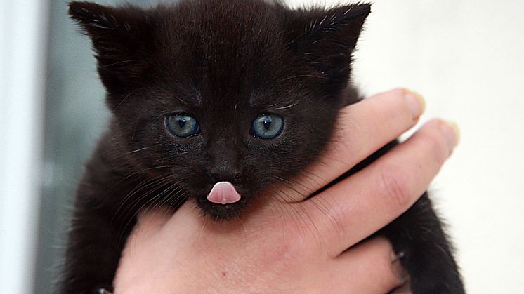 Om katten blir sjuk - vad ska du tänka på?