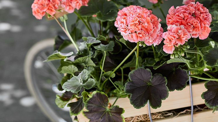 Årets Pelargon 2019 är en pelargonserie som heter Brocade-Serien med sorterna ’Brocade Salmon Night' och ’Brocade Cherry Night'. Unikt för dem är den häftiga kontrasten mellan de nästan svara bladen och de fyllda blommorna.  Foto: Lina Arvidsson