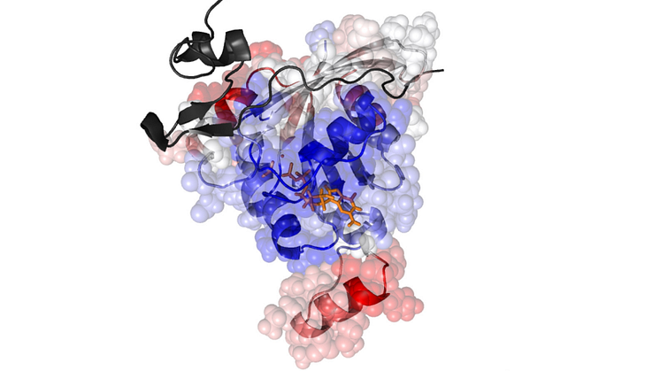 Part of the image created by the research team which featured on the front cover of Biophysical Journal (volume 120, issue 5).