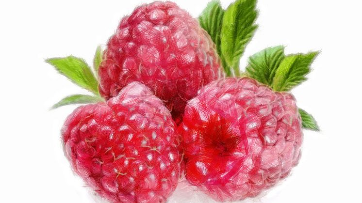 Extend the summer with Kobbs Wild Raspberry