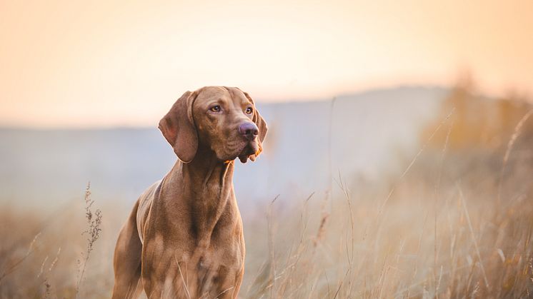 Hvilket hundefoder skal jeg vælge?