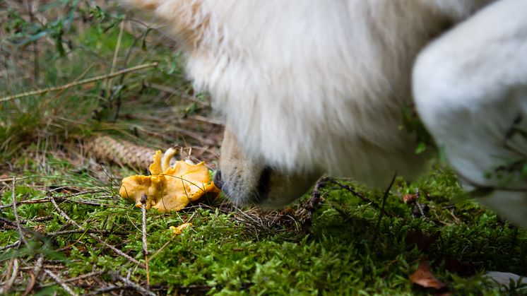 Hunden god hjälp i svampskogen