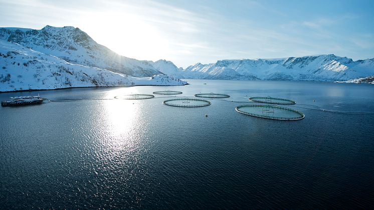 Laksemerder - salmon cages