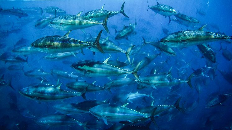 Tonfisk. Efterfrågan på hållbar tonfisk har ökat globalt.