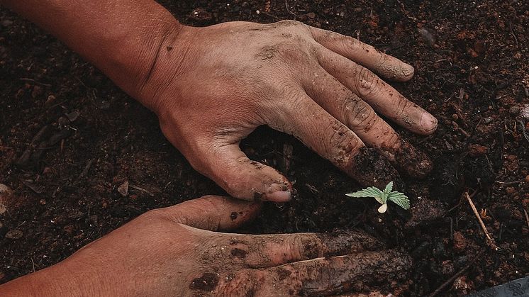Händer planterar en planta. (Foto: GreenForce StaffingUnsplash)