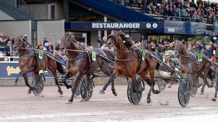 Barack Face och Adrian Kolgjini vann UET Grand Prix på Solvalla 14 oktober i år. Foto: TR Bild