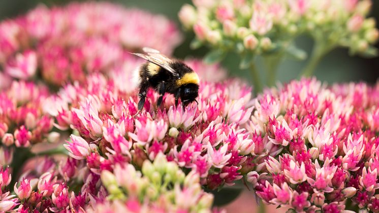 Flera av våra viktiga vildbin och humlor är hotade. Blomsterlandet stödjer Naturskyddsföreningens kampanj Operation: Rädda bina. Foto: Jörgen Hinder/Blomsterlandet