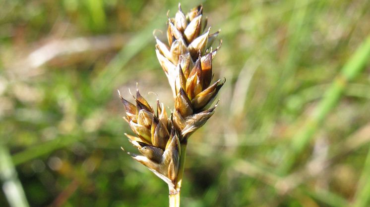 Carex heleonastes_5658_SS