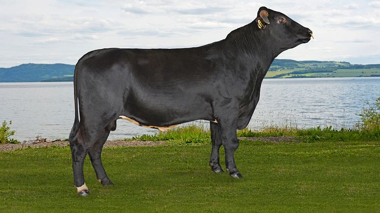 NRF-oksen 11866 San​drod fra oppdretter Kari Astrid og Jens Sandrød, 7387 Singsås. Foto: Jan Arve Kristiansen