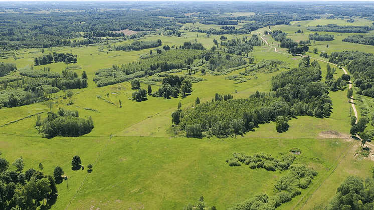 Solar i stort skogsplanteringsprojekt – planterar 1,5 miljoner träd