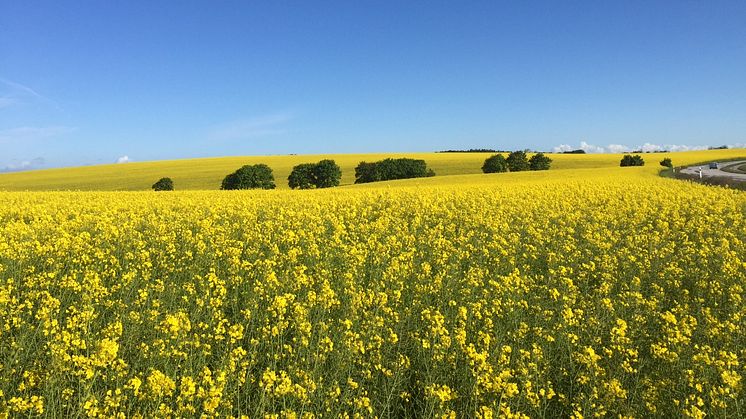 Just nu påminns man om Ukraina i alla typer av motiv (glumslöv maj 2015).