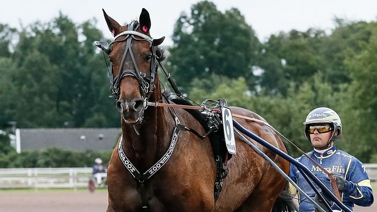 Hickothepooh klar för Elitloppet 2021. Foto: TR Bild