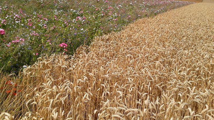 Zum Weltbienentag: Mondelez International engagiert sich für Bienenschutz  