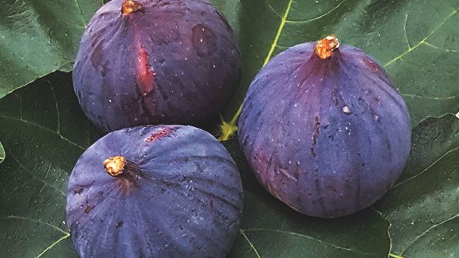 Smakrik och färgglad skördefest i Stadsparken