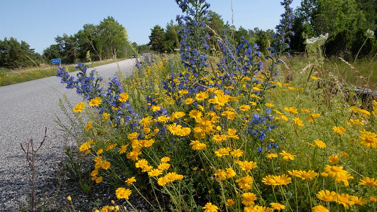 En blommande vägkant vid Hau på Gotland med bland annat blåeld, färgkulla och gulreseda. Foto: Mats Lindqvist (Trafikverket).