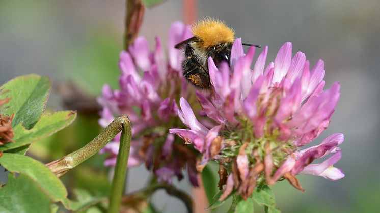 I vägkanter kan det finnas viktiga resurser för pollinatörer under hela säsongen. Här ser vi en åkerhumla besöka blommande rödklöver. Foto: Juliana Dániel-Ferreira
