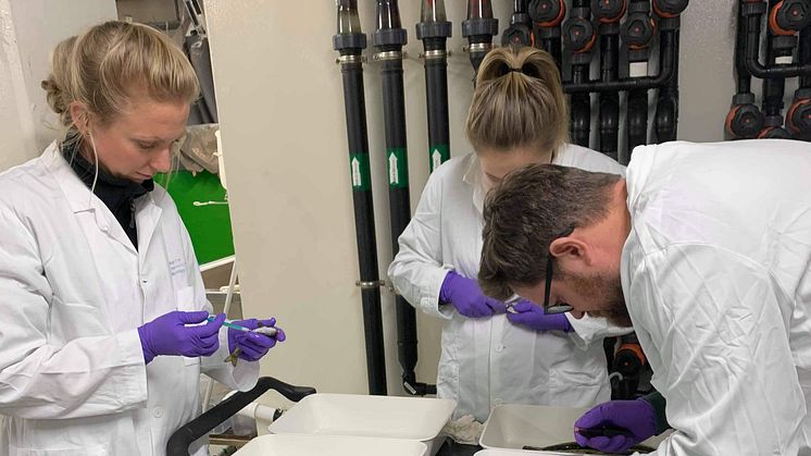 Cermaq researchers Cecilie Isachsen Lie, Helle Velle Mayer and Henrik Duesund mark fish for vaccination trials