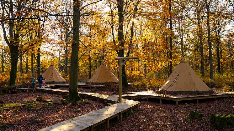 Camp Oak är slående vackert i höstskrud. Nu kan Skånes Djurparks besökare sova över mitt i den färgsprakande skogen.