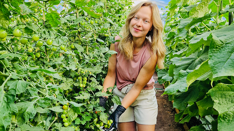 Åsa Pellas med sina ekologiska tomater på Pellasgården. Fotograf: Anki Arvidsson.