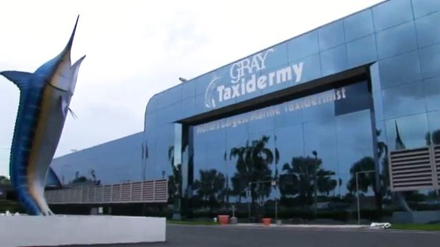 Gray Taxidermy Head Quarters