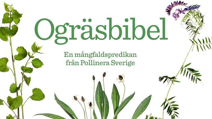 Ogräsbibel visas 22 maj– 2 juni på Rosendals trädgård i Stockholm.