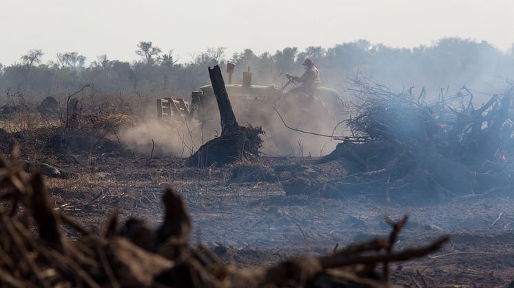 Sojaen forårsager skovfældning i Argentina og har fatale konsekvenser for lokalbefolkningen. Foto: Jim Wickens, Ecostorm via Mighty Earth