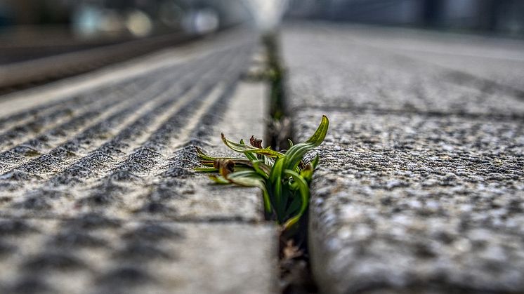 Tackling weeds with hot water rather than chemicals