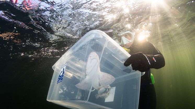 Småfläckig rödhaj släpps i havet