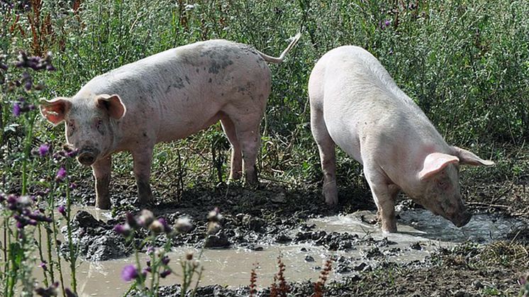 Parasiten Toxoplasma gondii vanlig hos svenska vildsvin