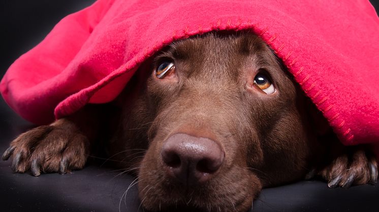 Så klarar du nyårsfirandet med hunden