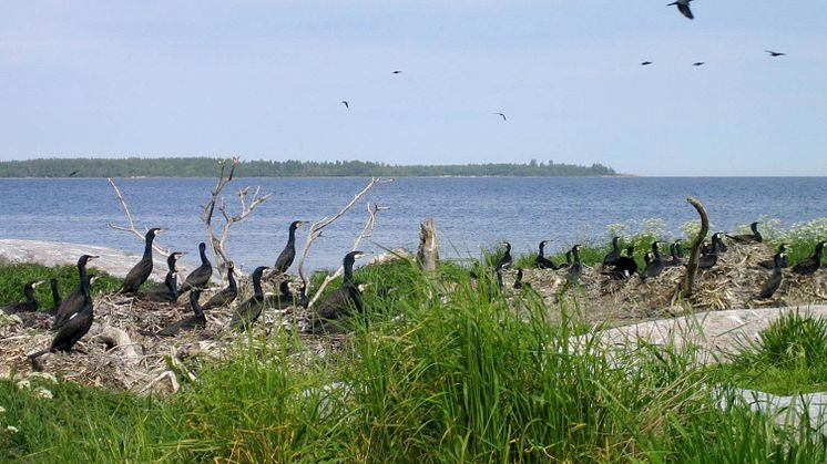 Skarvkoloni. Foto: Maria Ovegård, SLU Aqua