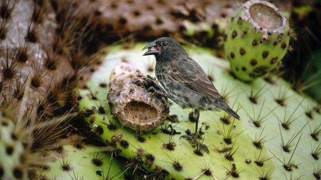 Common cactus finch with its pointed beak feeding on the Opuntia cactus. Photo: Lukas Keller.