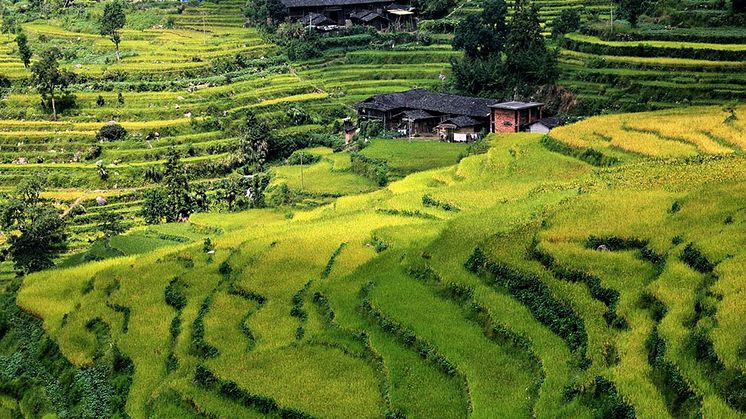 Nytt ris minskar växthusgaserna