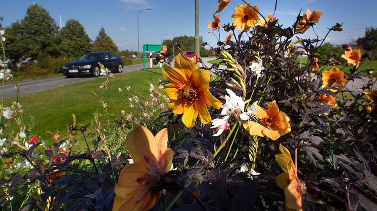 Blommor vid Lundavägen i Burlövs kommun.jpg