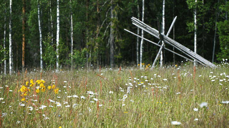 Foto: Åsa Pokela/Länsstyrelsen i Dalarnas län