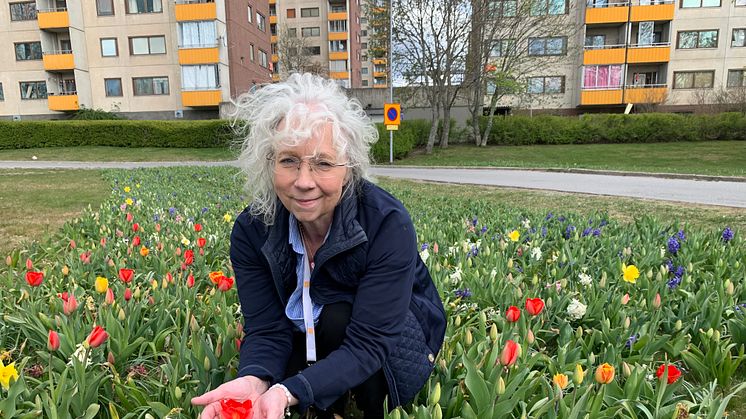 Botkyrkabyggens VD Chris Österlund bland nya blommor på Krögarvägen i Fittja