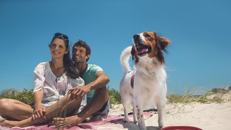 Tierischer Urlaub – sicher verreisen mit Hund & Co.