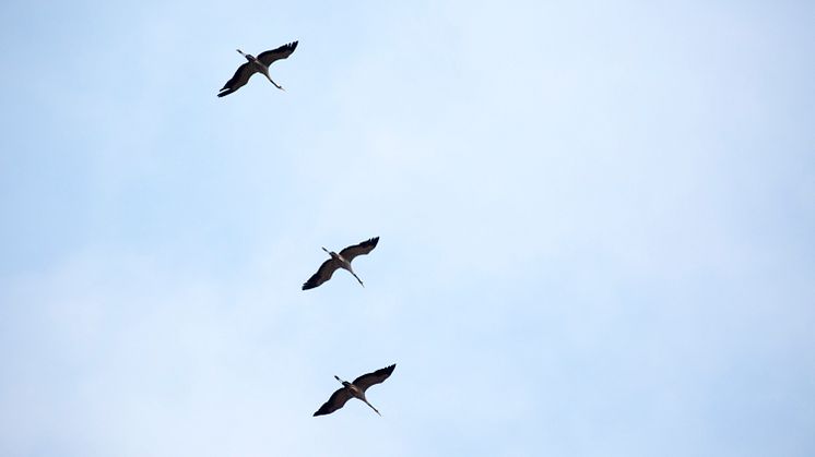 Mit ihren legendären Trompetenrufen fliegen wieder tausende Kraniche zu ihren Rastplätzen in Brandenburg. Foto: TMB-Fotoarchiv/Steffen Lehmann. 