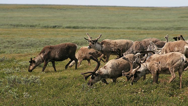 Renar som betar i terräng med lågväxande buskar. Foto: Hannes Skarin