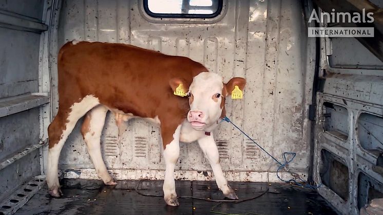 Nya skandalbilder: djurplågeriet på Europas djurtransporter fortsätter