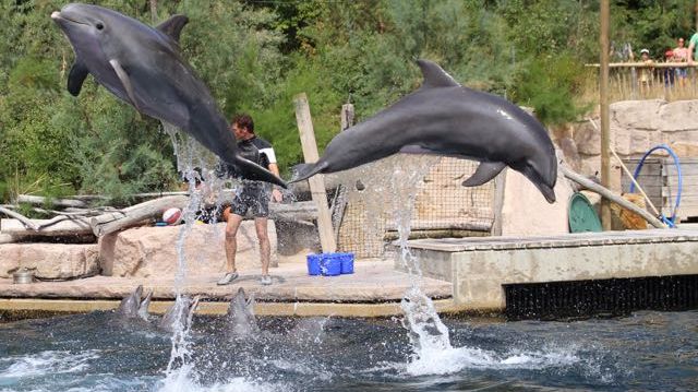 Umstrittene Delfinhaltung im Tiergarten Nürnberg (Foto WDSF)