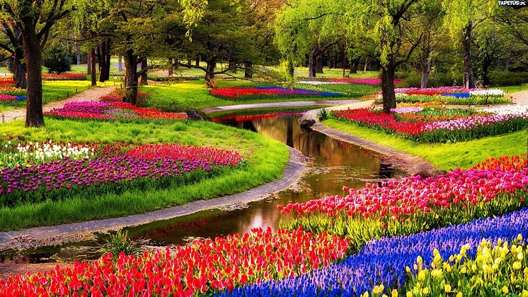 Möt våren i Holland - Blommornas land