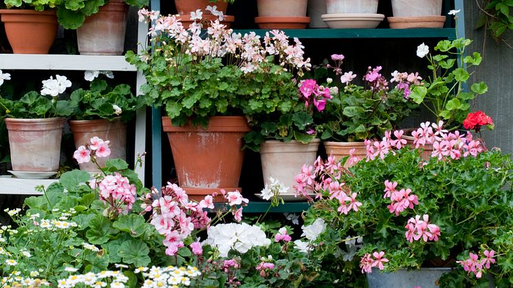 Inred en Pelargonteater